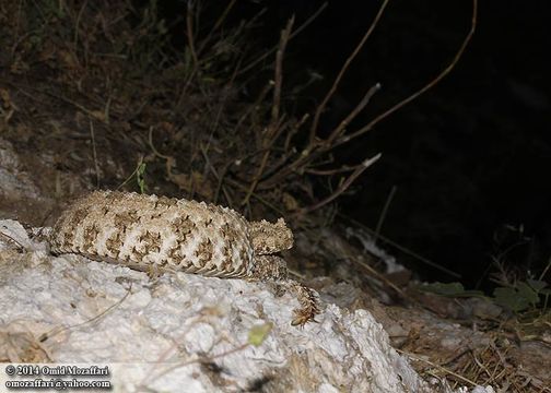 Sivun Pseudocerastes urarachnoides Bostanchi, Anderson, Kami & Papenfuss 2006 kuva