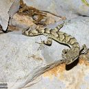 Mediodactylus ilamensis (Fathinia, Karamiani, Darvishnia, Heidari & Rastegar-pouyani 2011) resmi