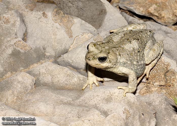 Image of Lorestan Toad