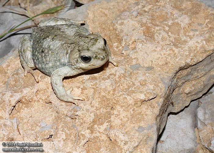 Image of Lorestan Toad