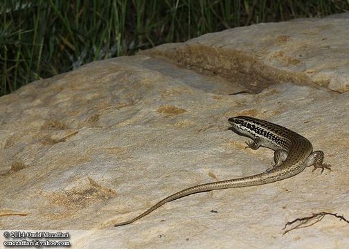 Imagem de <i>Trachylepis aurata</i>