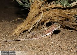 Image of Comb-toed Gecko