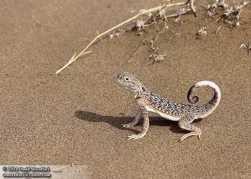 Image of Secret toadhead agama