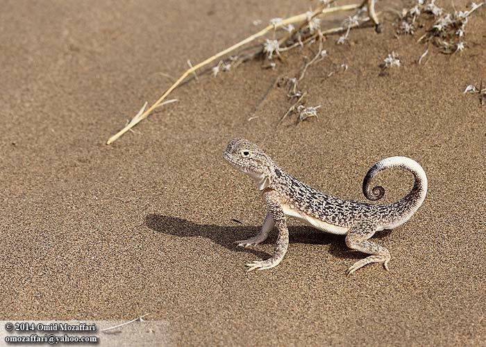 Image of Secret toadhead agama