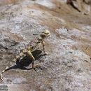 Image of Gray Toadhead Agama