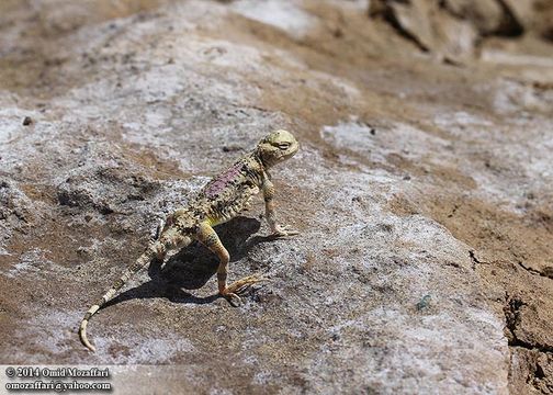 Phrynocephalus scutellatus (Olivier 1807) resmi