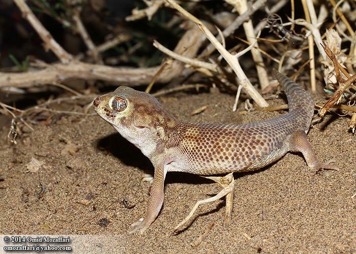 Image of Bedraiga's Wonder Gecko