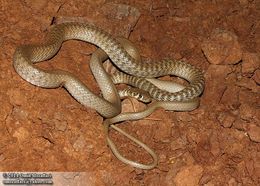 Image of Braid Snake