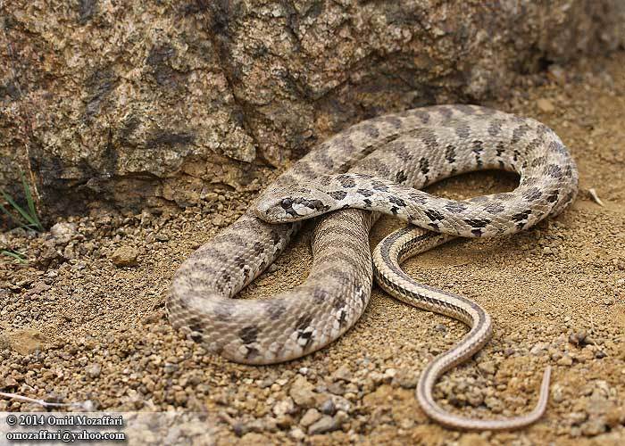 Image of Spotted Wipe Snake