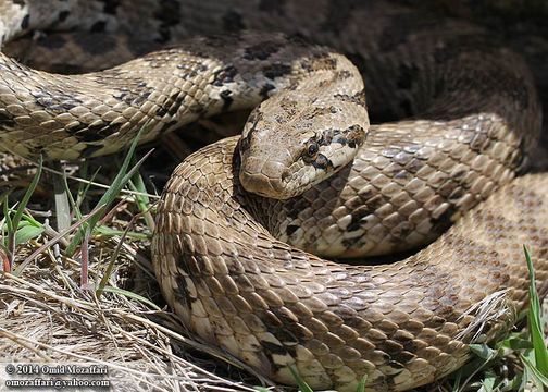 Image of Spotted Wipe Snake