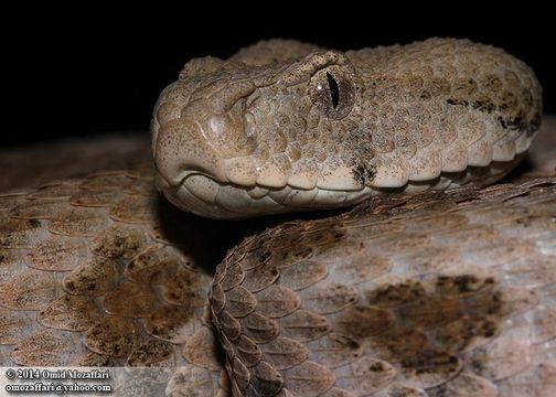 Image of Levant Viper