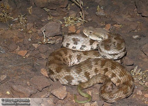 Image of Levant Viper