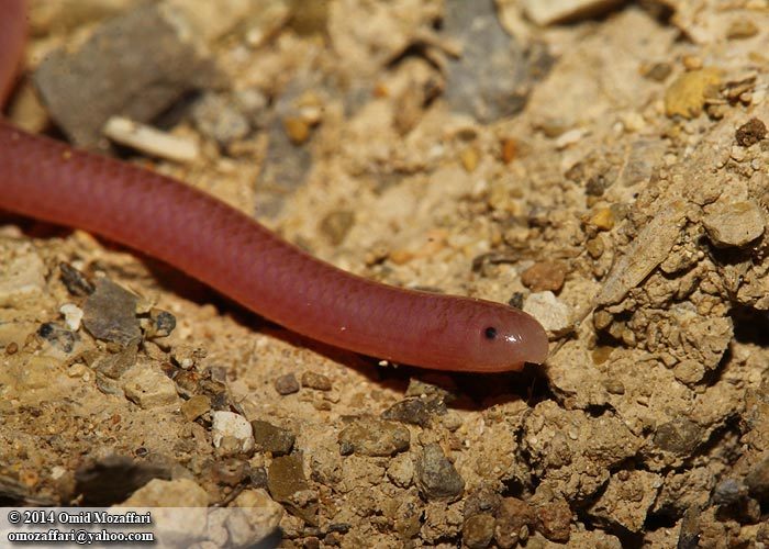 Image of Phillips' Blind Snake