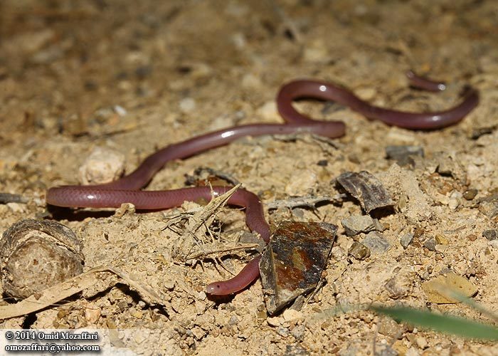 Image of Phillips' Blind Snake