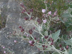 Imagem de Malacothamnus jonesii (Munz) Kearney