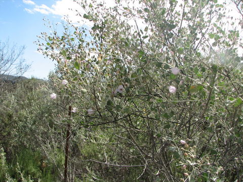 Imagem de Malacothamnus jonesii (Munz) Kearney