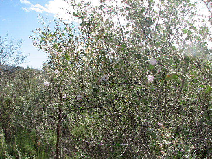 Sivun Malacothamnus jonesii (Munz) Kearney kuva