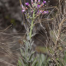 Image of <i>Boechera hoffmannii</i>