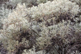 Image of island sagebrush