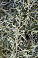 Image of island sagebrush