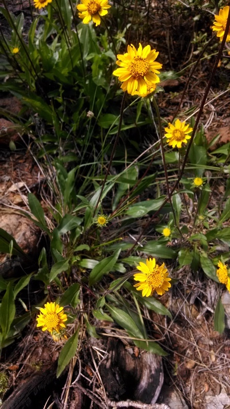 Image of Humboldt mule-ears