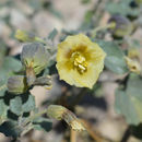 Image of yellow nightshade groundcherry