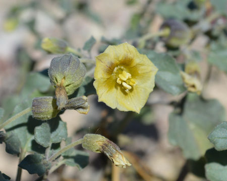 Image of yellow nightshade groundcherry