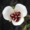 Calochortus simulans (Hoover) Munz resmi