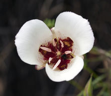 Calochortus simulans (Hoover) Munz resmi