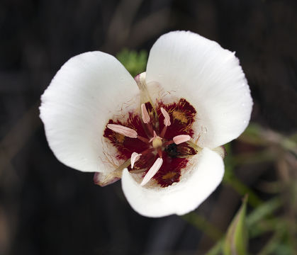 Image of San Luis Obispo mariposa lily