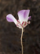 Calochortus simulans (Hoover) Munz resmi