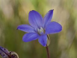 Sivun Brodiaea kinkiensis Niehaus kuva