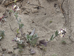 Image of beach shieldpod