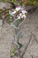 Image of beach shieldpod