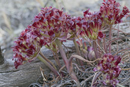 Image of Spanish Needle onion