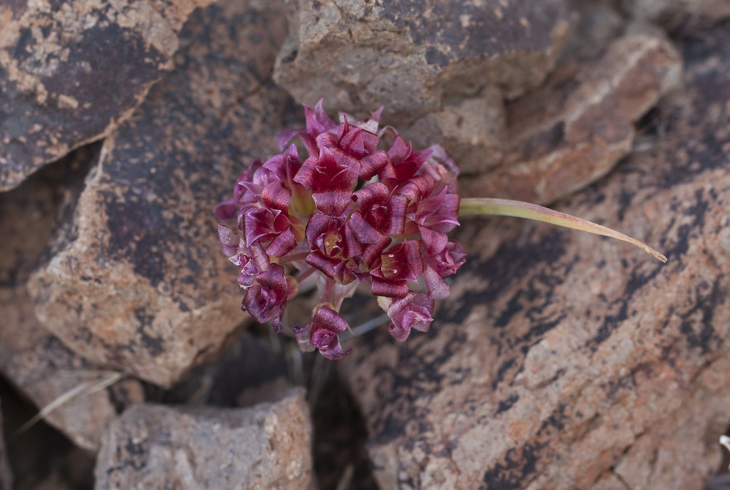 Image of Spanish Needle onion