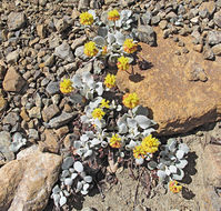 Image of Trinity buckwheat