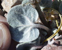 Imagem de Eriogonum brachypodum Torr. & Gray