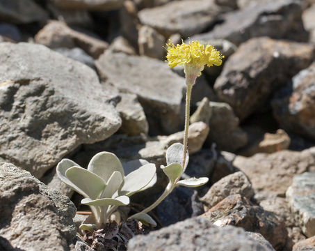 Image of Trinity buckwheat