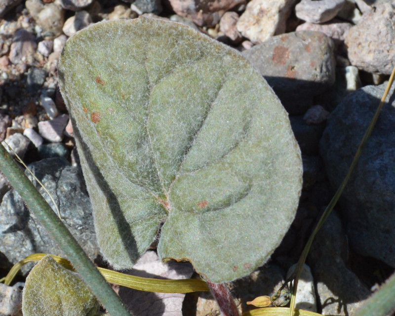 Imagem de Eriogonum brachypodum Torr. & Gray