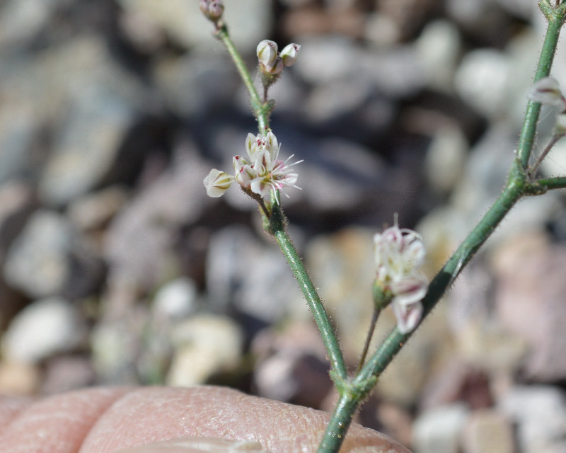 Image of Parry's buckwheat