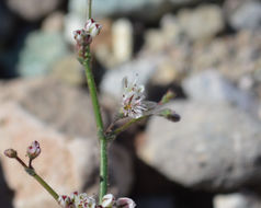 Image of Parry's buckwheat