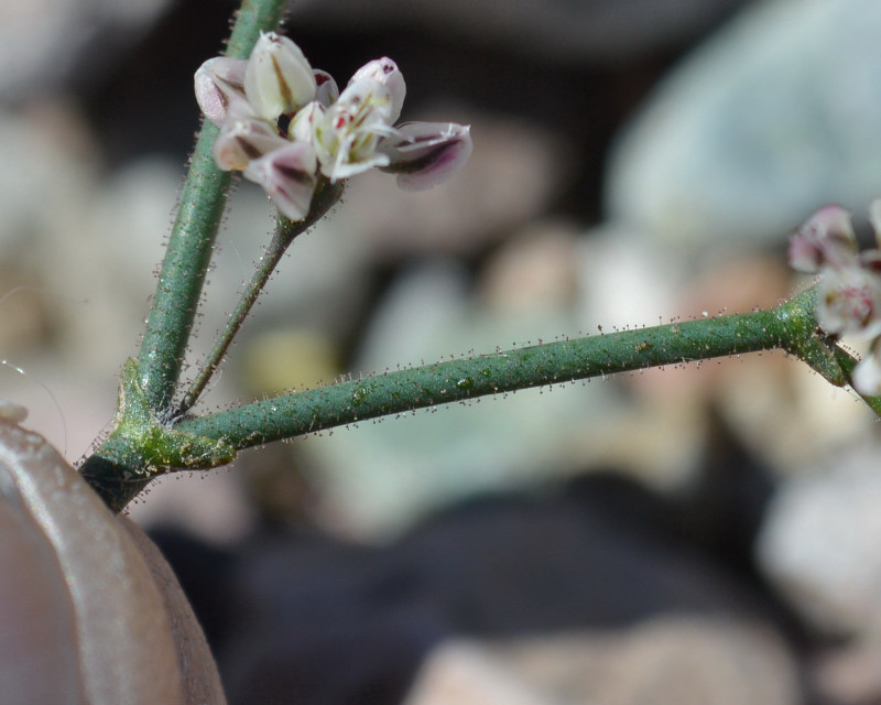 Image of Parry's buckwheat