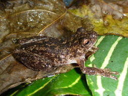 Image of Everett's Treefrog