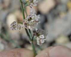 Eriogonum deflexum Torr. resmi