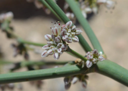 Image de Eriogonum deflexum Torr.