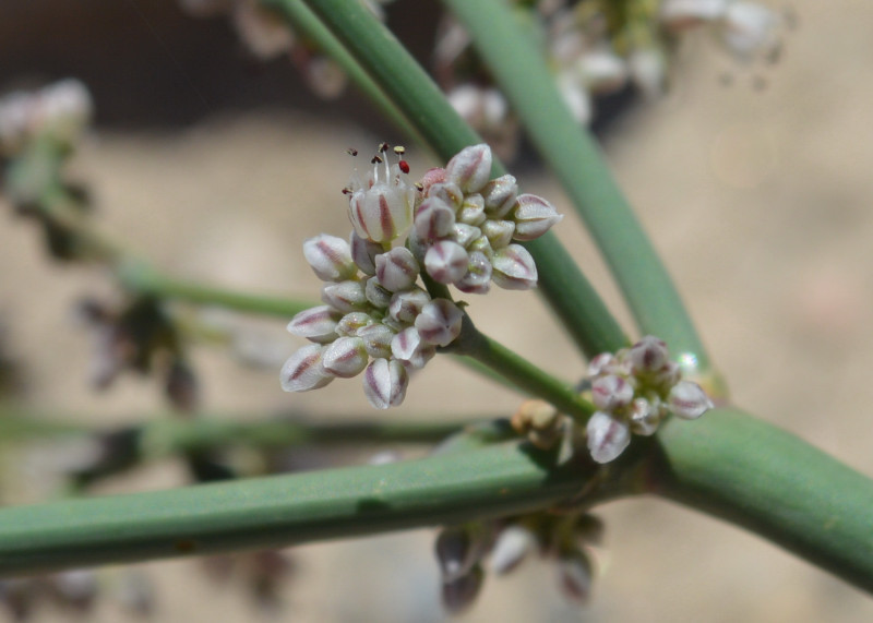 Eriogonum deflexum Torr. resmi