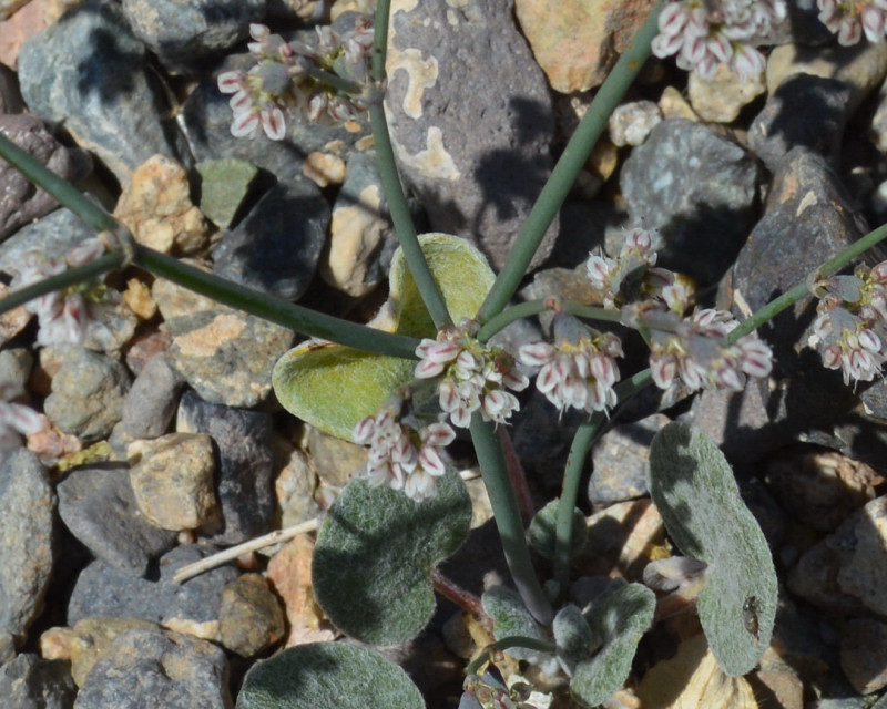 Image of flatcrown buckwheat