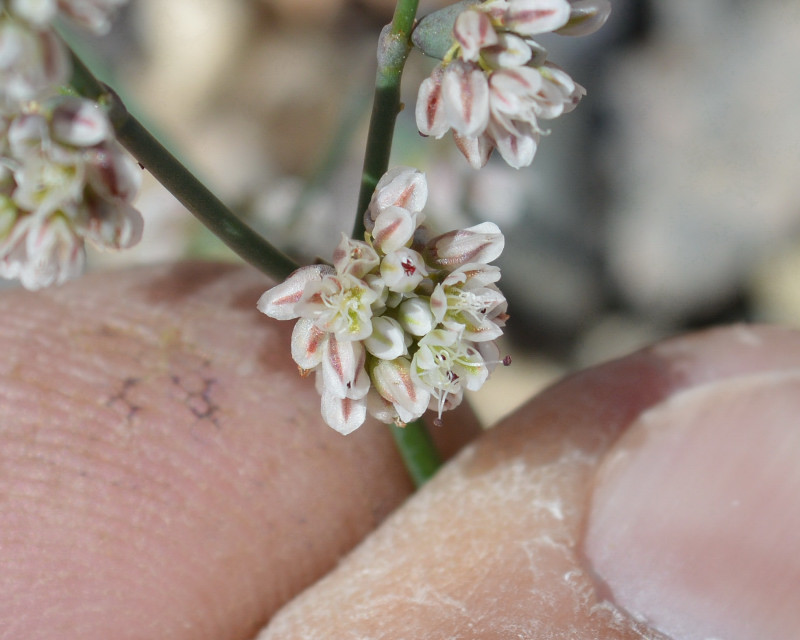 Image of flatcrown buckwheat