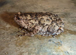 Image of Brown Bullfrog